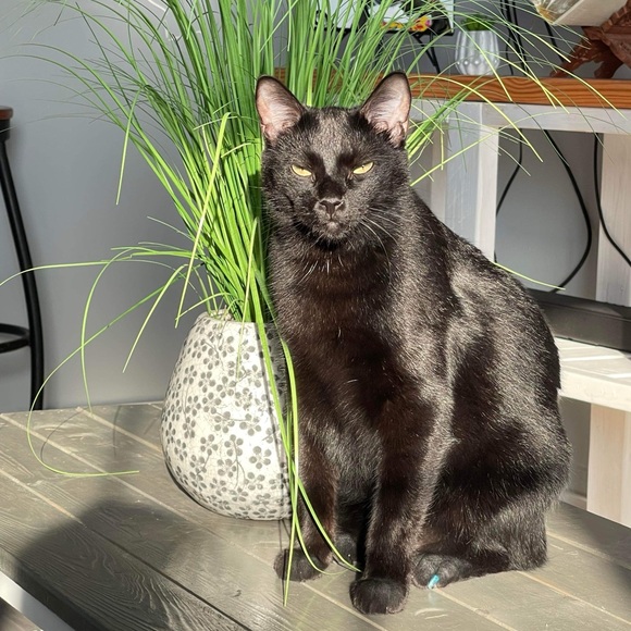 Meet your Posher, Ann - Picture 4 of 4